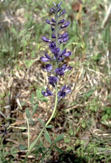 {Baptisia australis var. australis}
